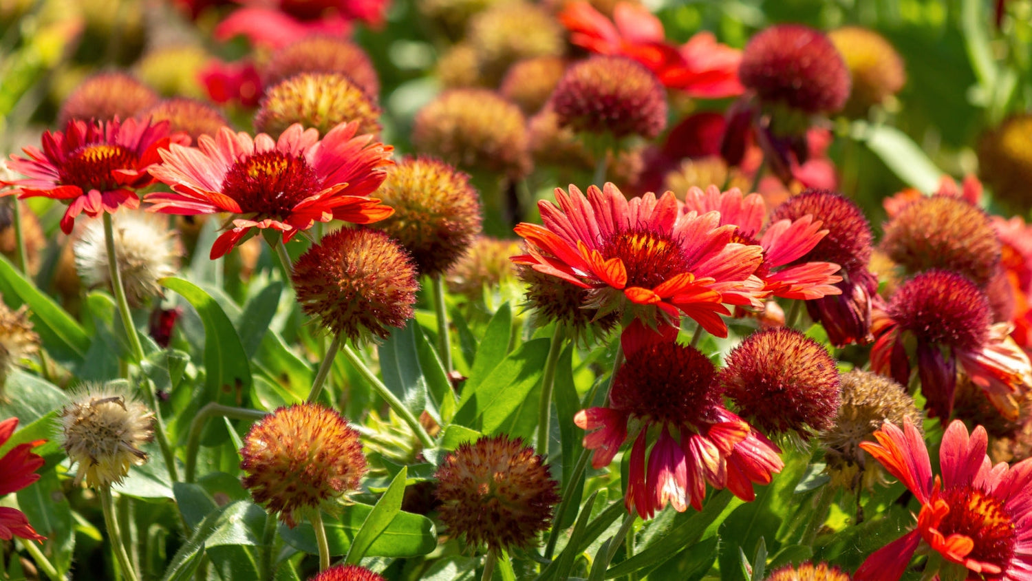 Perennial Flowers Blooming in West Virginia