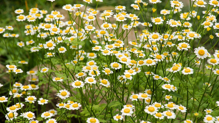 Perennial Flowers Blooming in Wisconsin