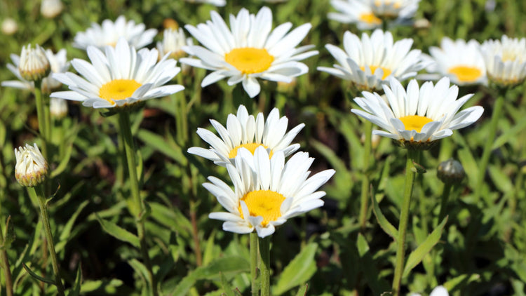 Perennial Flowers Blooming in Wyoming