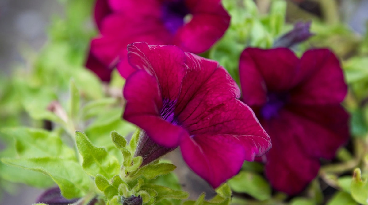 Petunia Flower Seeds – Botanical Interests