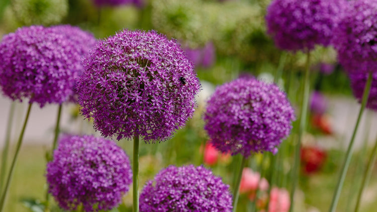 Purple Allium Bulbs Blooming