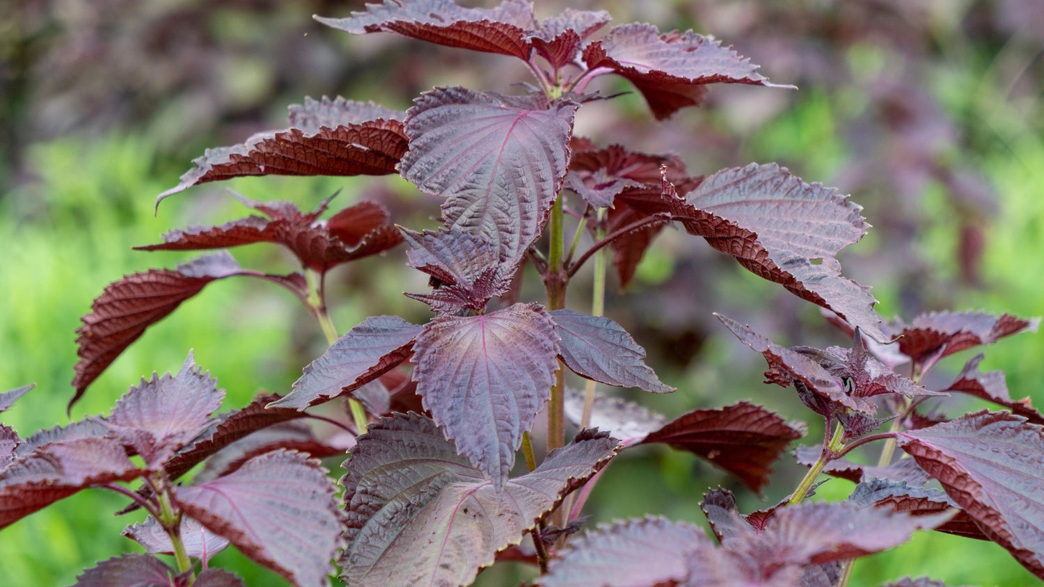 Shiso Grown From Seed