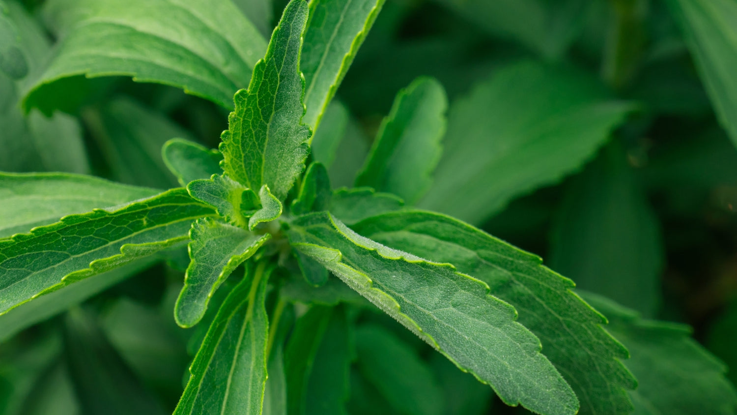 Stevia Seeds