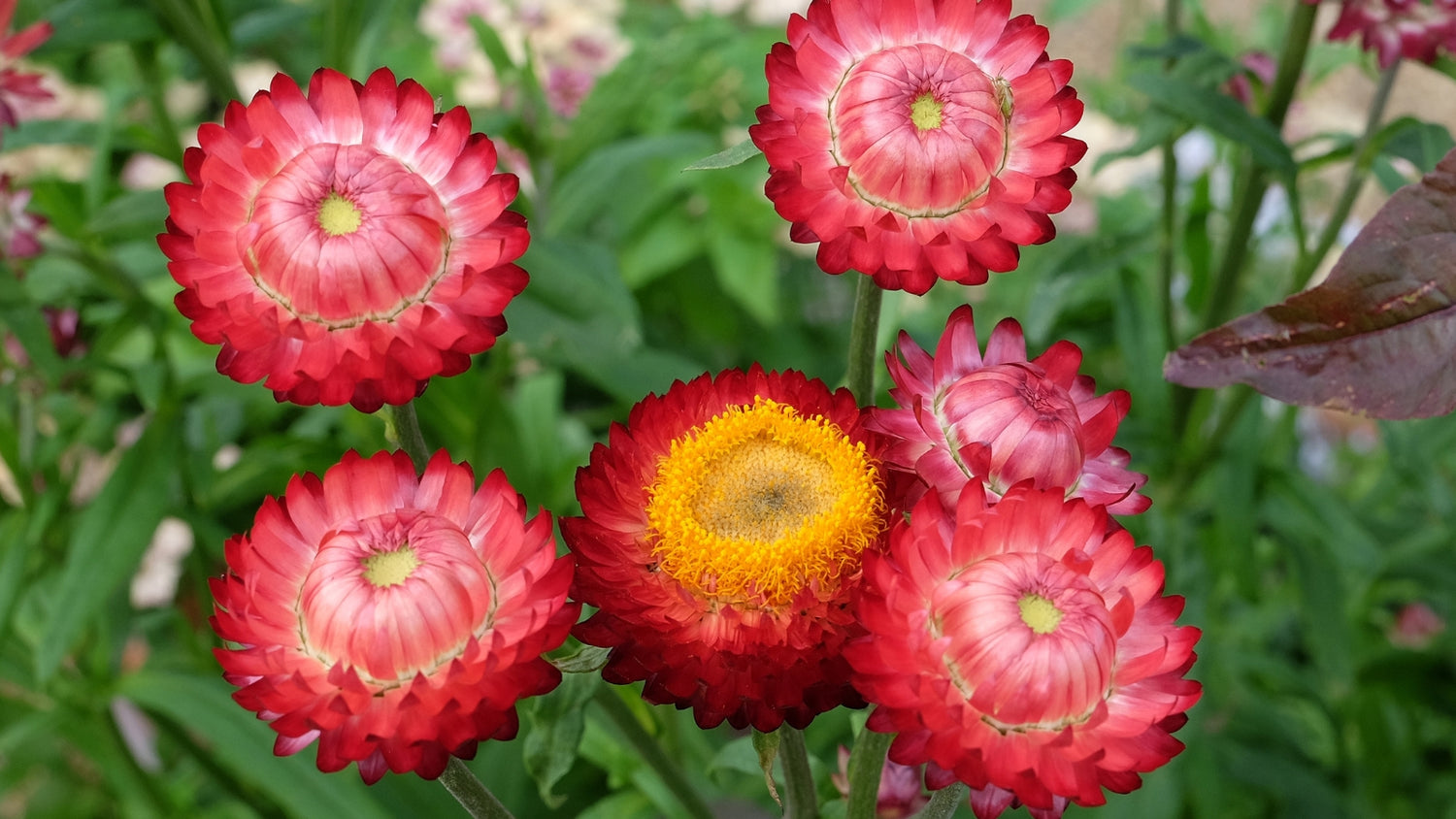 Strawflower Flower Seeds