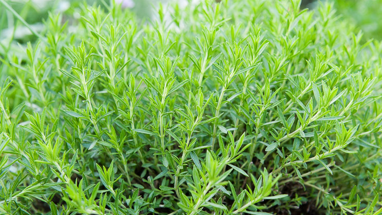 Tarragon Seeds Grown in Garden