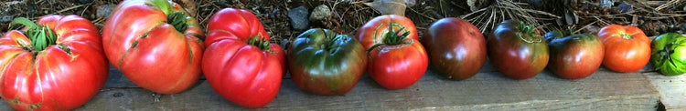 Indeterminate Tomatoes