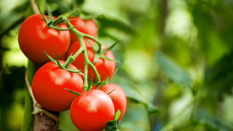 Tomatoes Grown From Seed