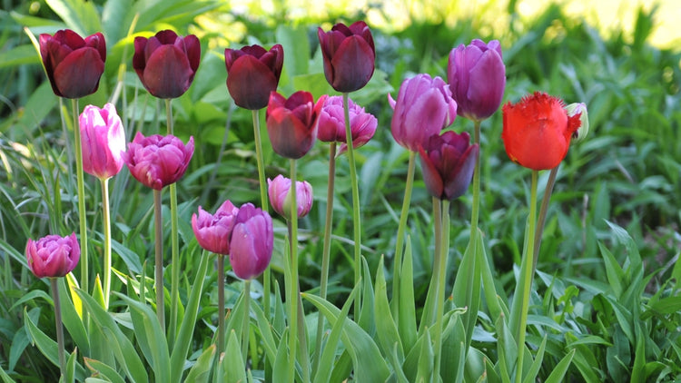 Tulip Bulbs Blooming in Garden