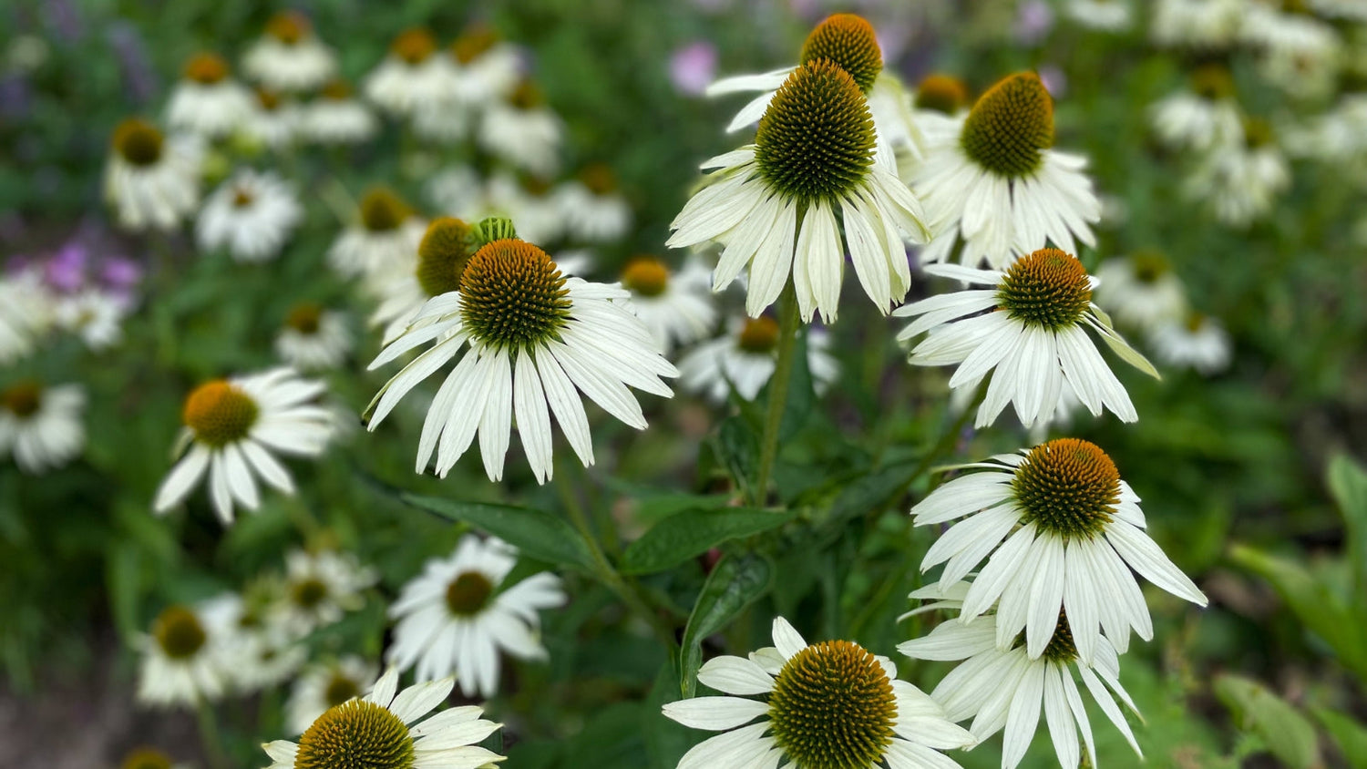 White Flowers Blooming From Seed