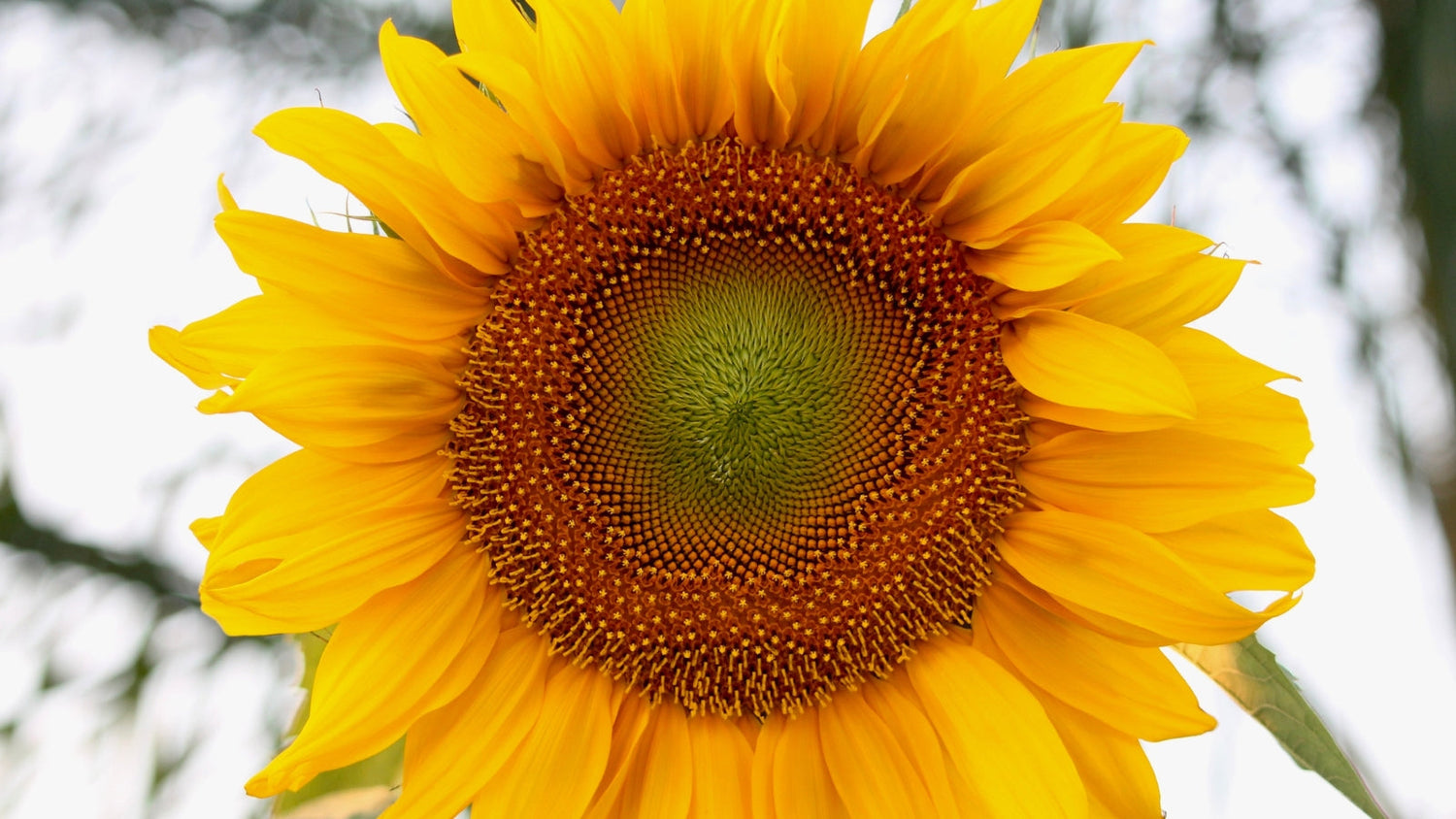 Yellow Flower Blossoming From Seed