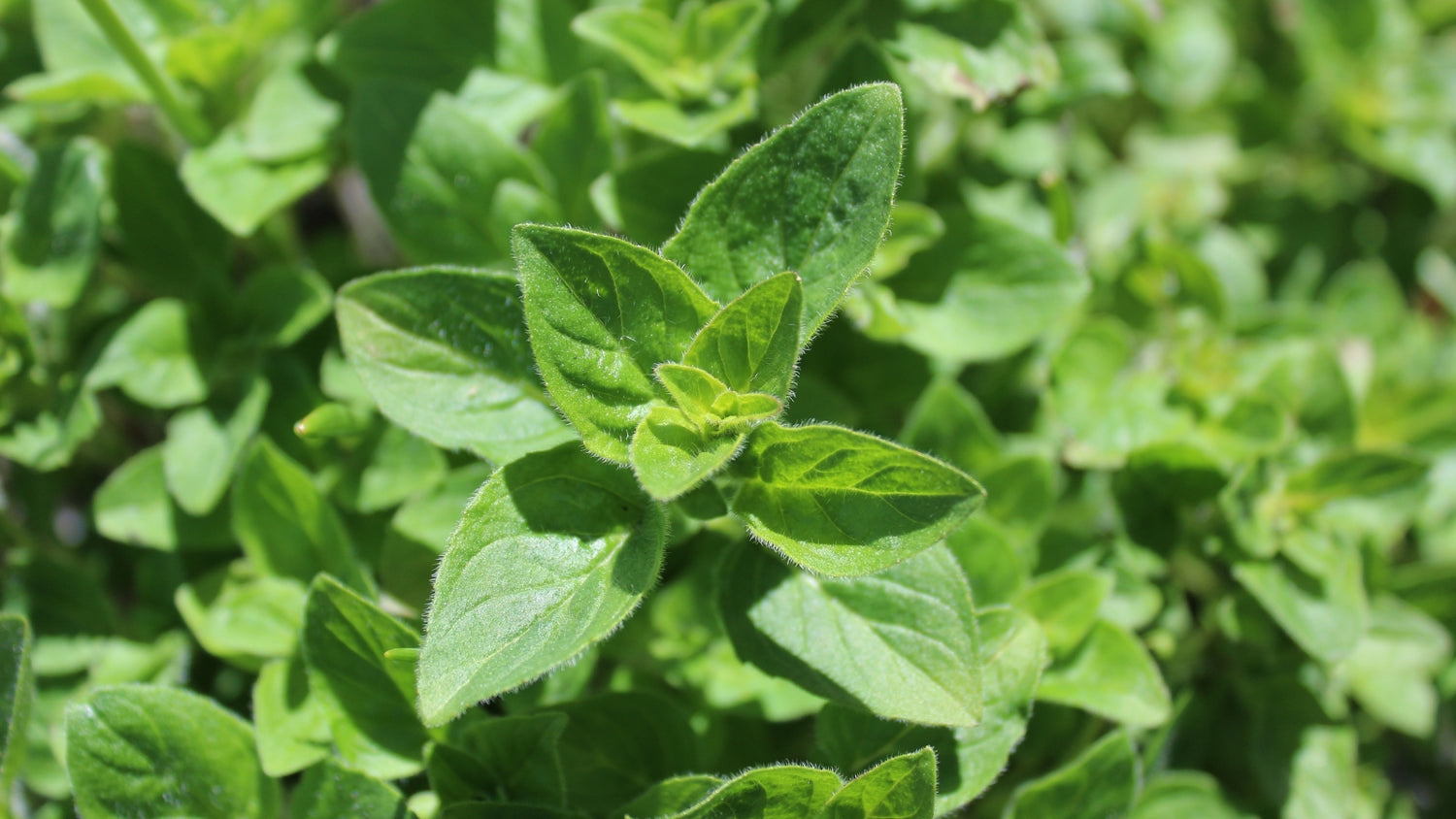 Oregano Seeds Growing in Garden