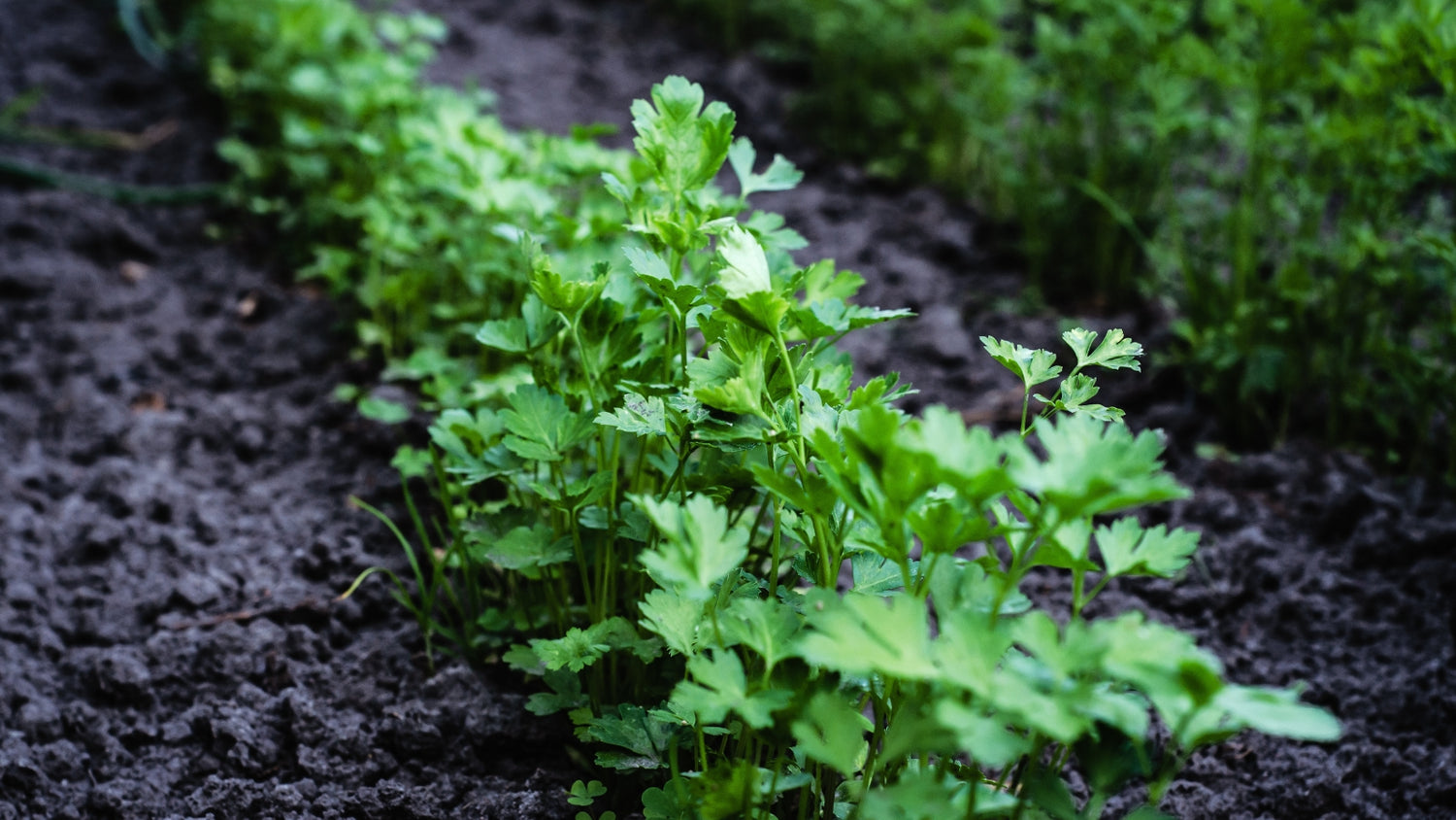 Parsley Seeds Growing in Garden