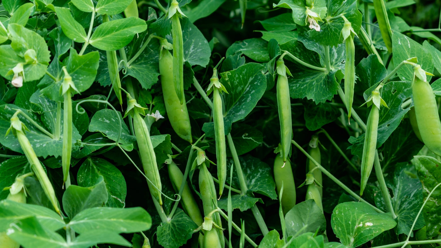 Peas Grown From Seed