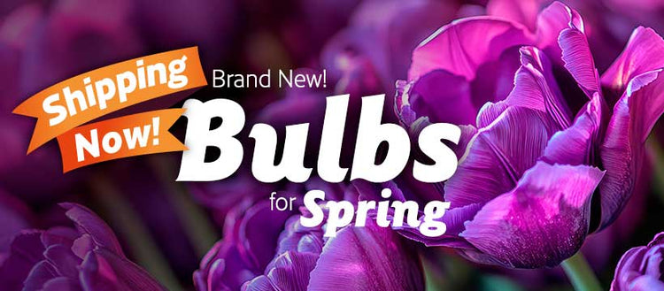 Bulbs for spring