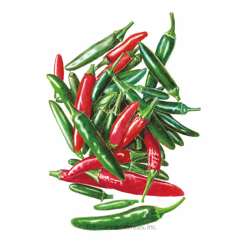 Serrano Chile Pepper Seeds