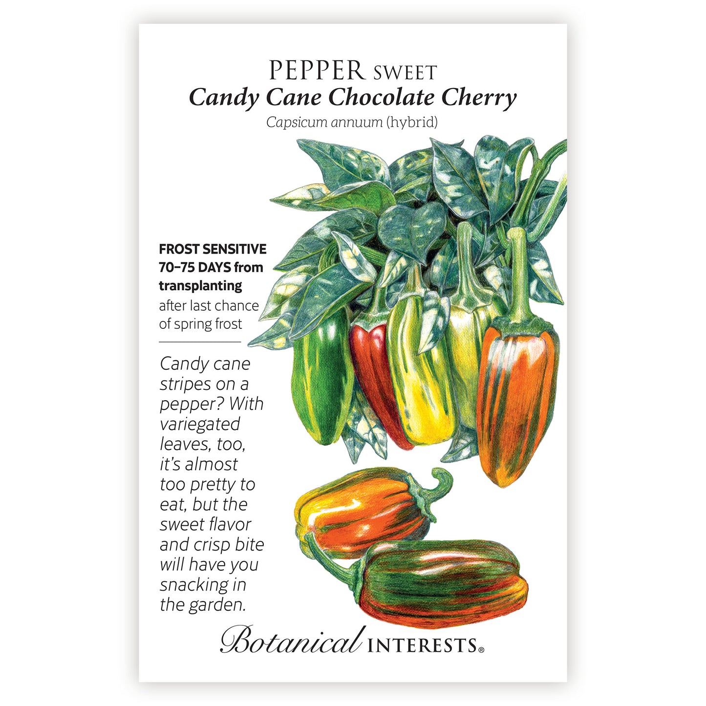 Candy Cane Chocolate Cherry Sweet Pepper Seeds