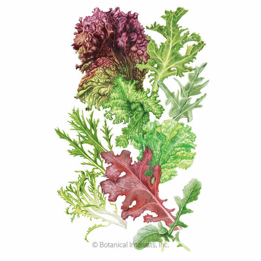 Chef's Choice Mesclun Lettuce Seeds