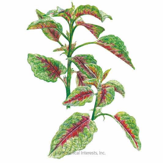 Edible Red Leaf Amaranth Seeds