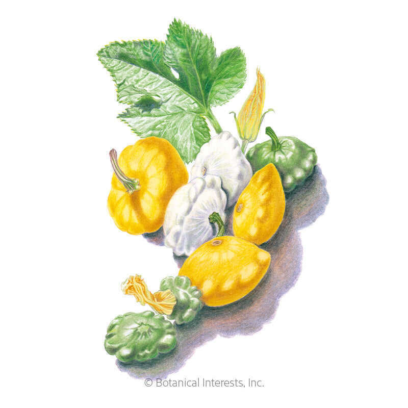 Scallop Blend Summer (Patty Pan) Squash Seeds