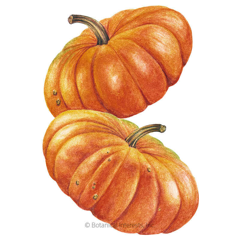 Cinderella Pumpkin Seeds