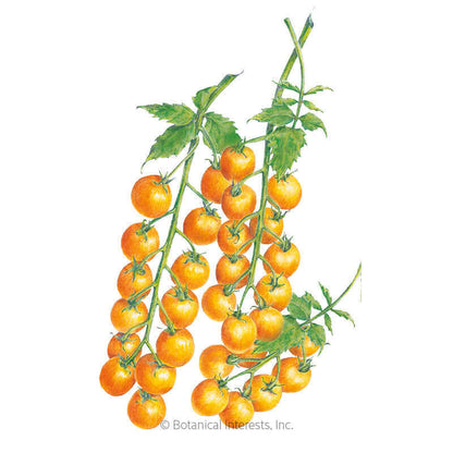 Sun Gold Pole Cherry Tomato Seeds