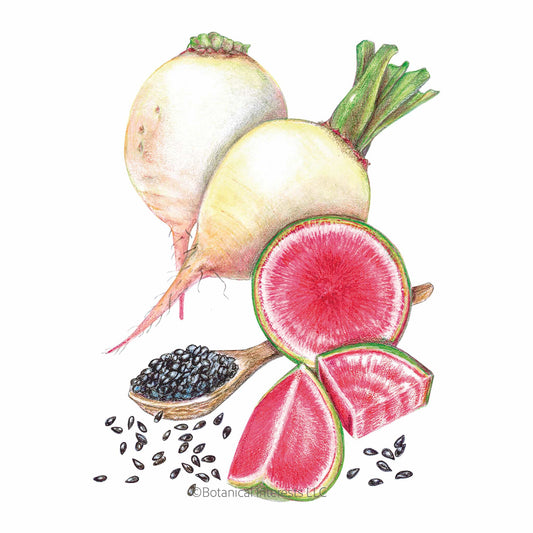 Mantanghong Watermelon Radish Seeds