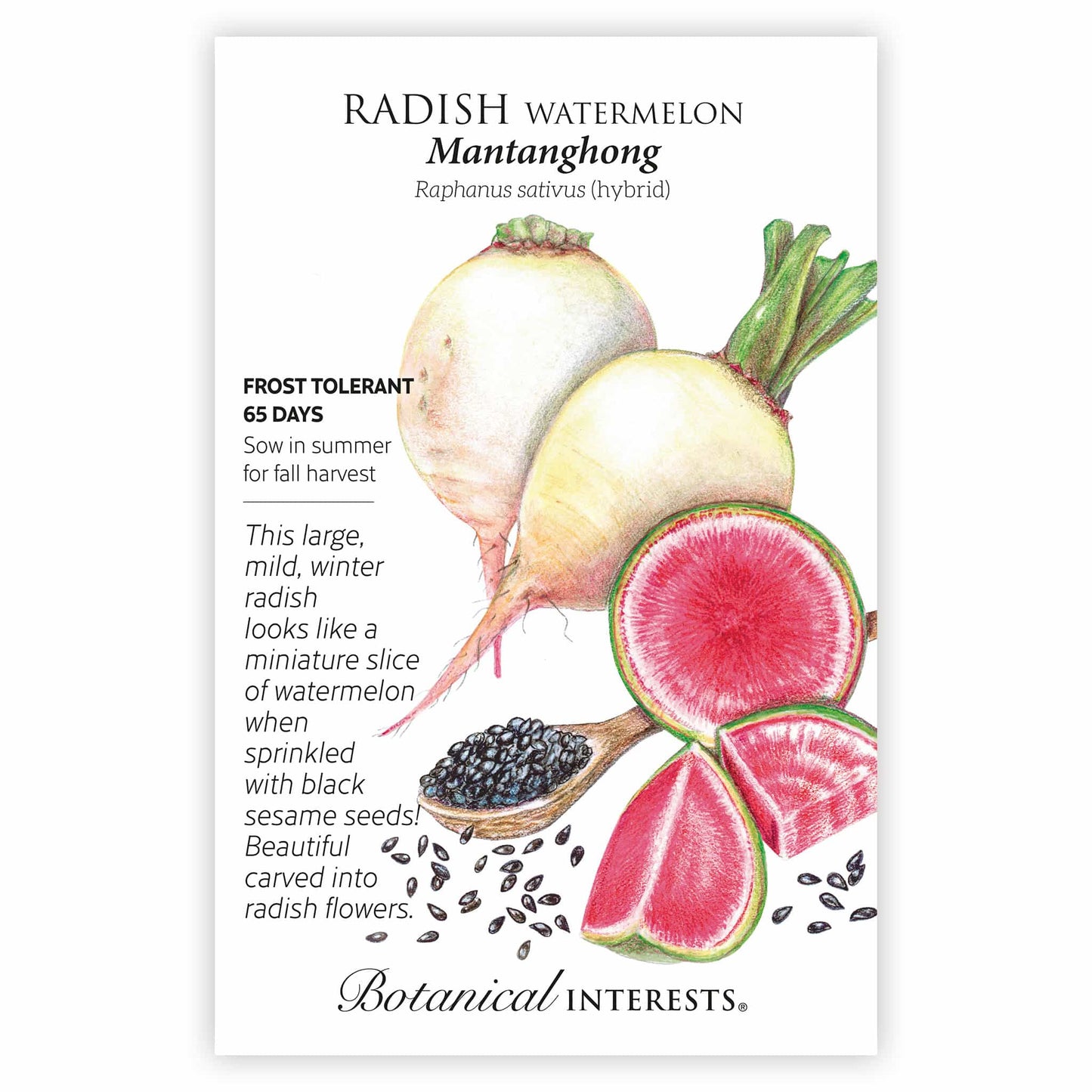 Mantanghong Watermelon Radish Seeds