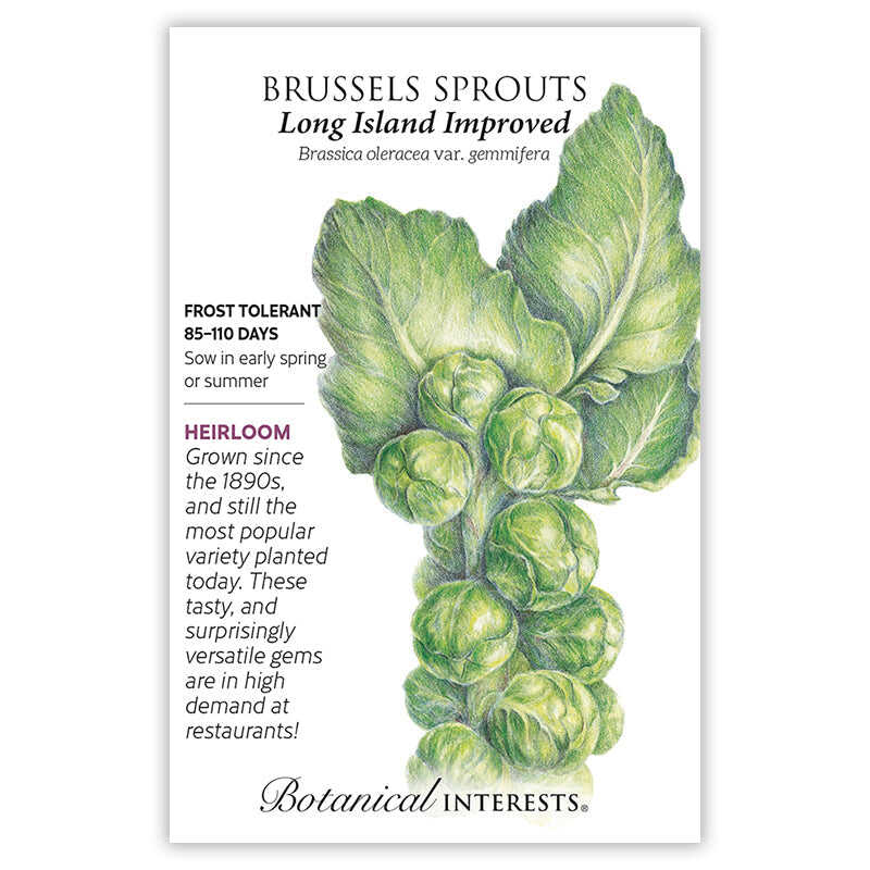 Long Island Improved Brussels Sprouts Seeds