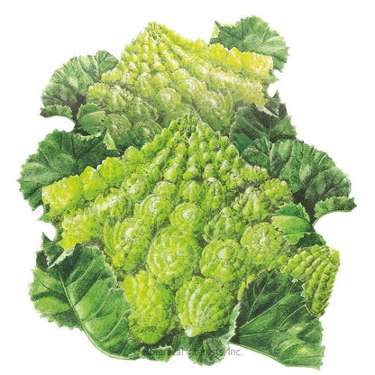 Romanesco Cauliflower Seeds