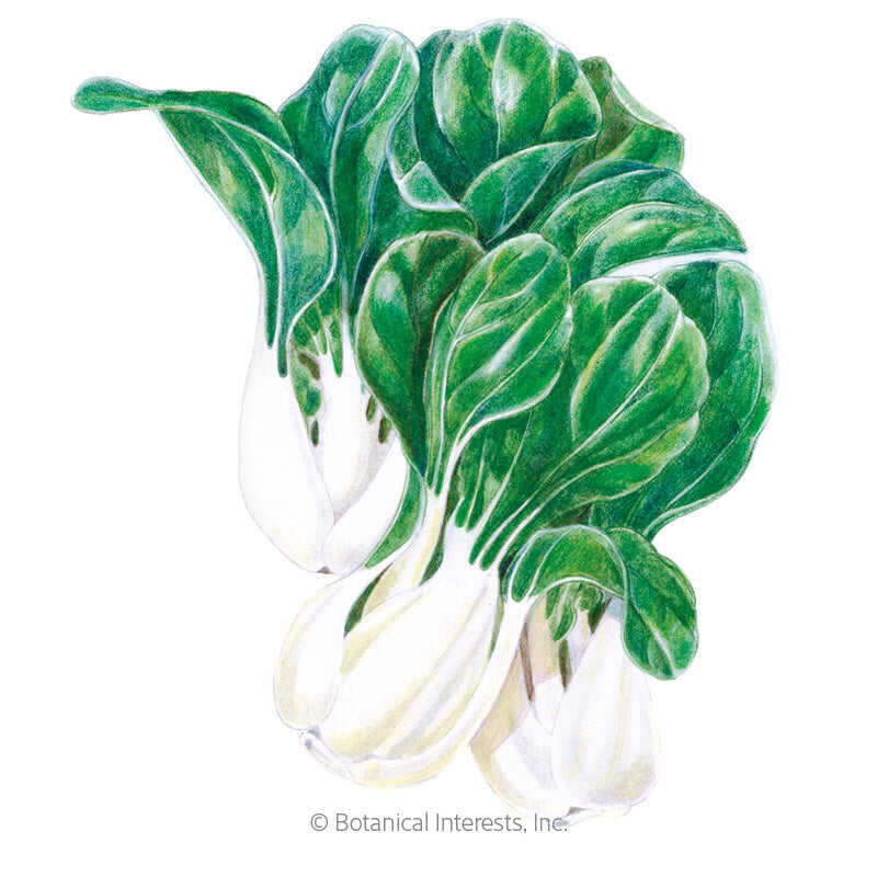 Toy Choy Bok Choy Seeds