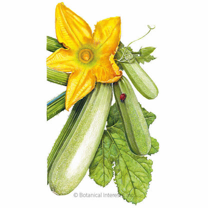 Dirani Summer Squash Seeds