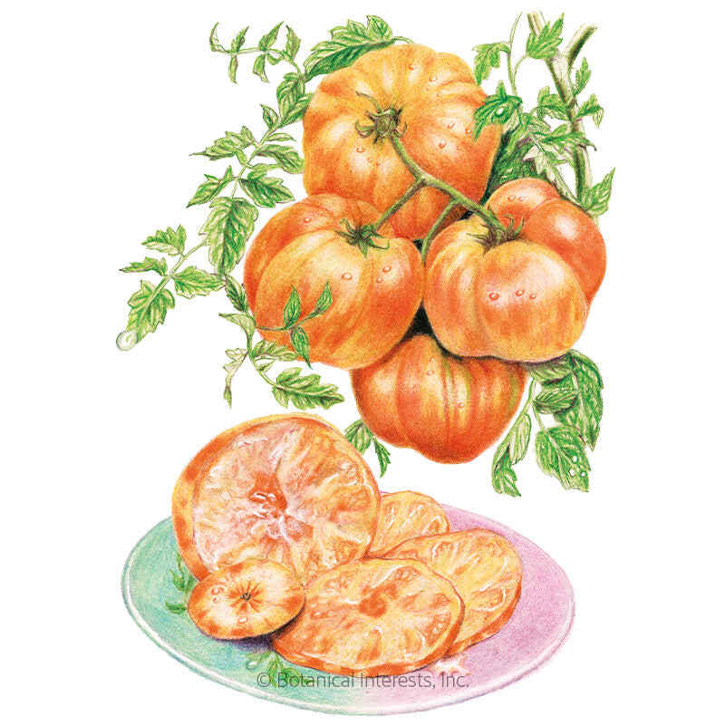 Pineapple Pole Tomato Seeds