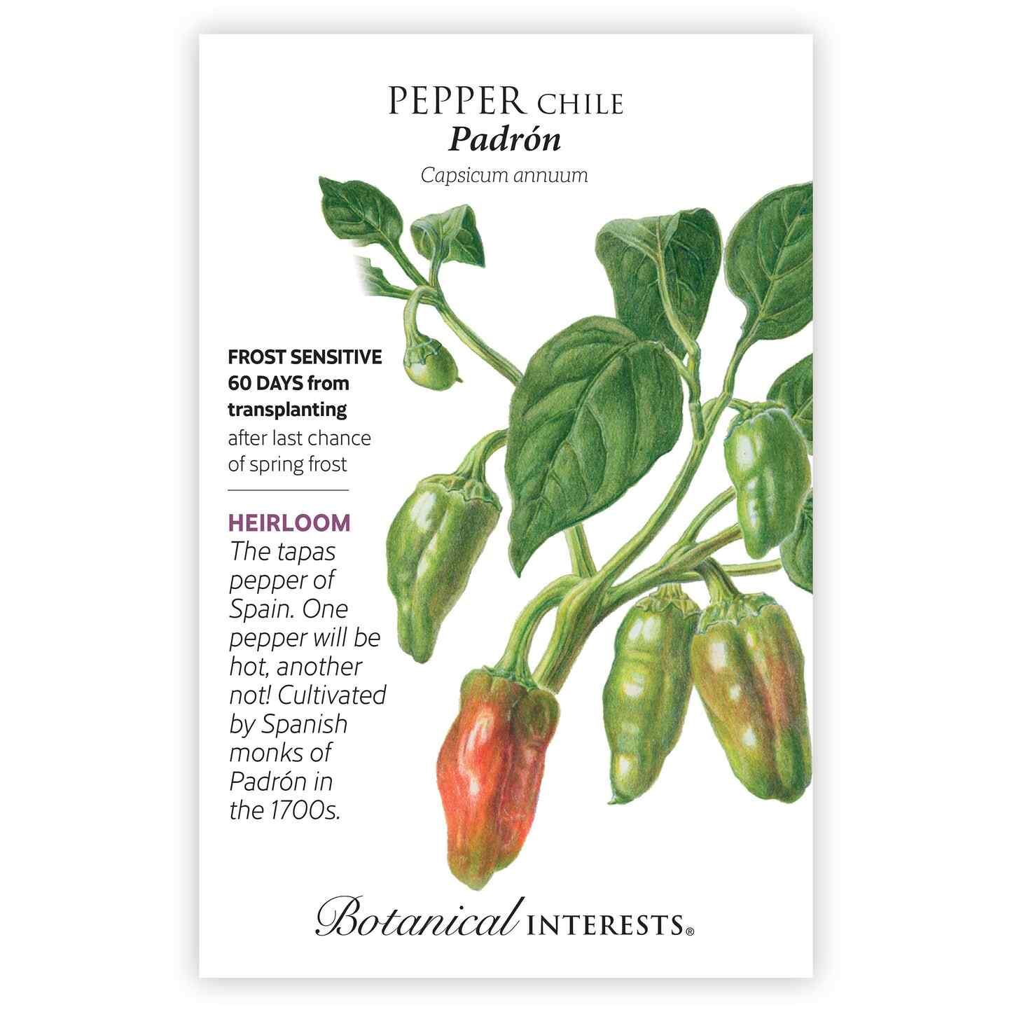 Padron Chile Pepper Seeds