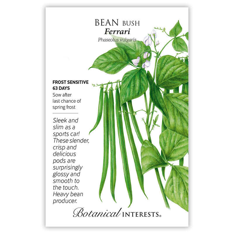 Ferrari Bush Bean Seeds