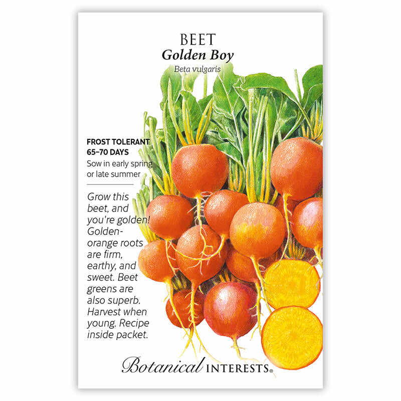 Golden Boy Beet Seeds