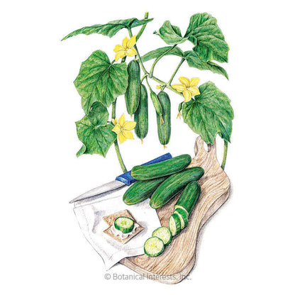 Muncher Persian Cucumber Seeds