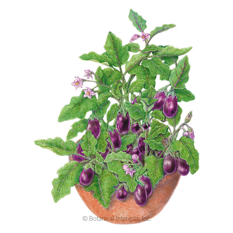 File:Brinjal plant with leaves.png - Wikimedia Commons