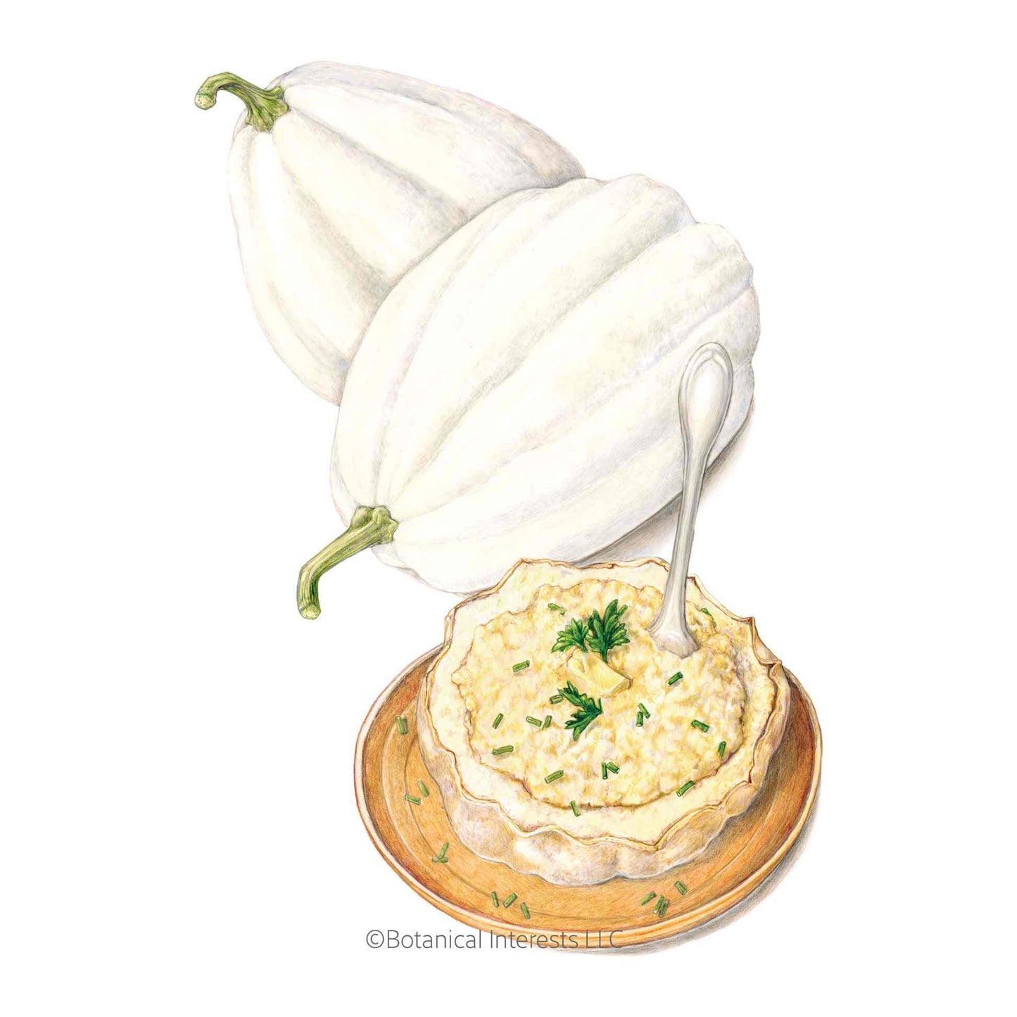 Mashed Potatoes Acorn Winter Squash Seeds