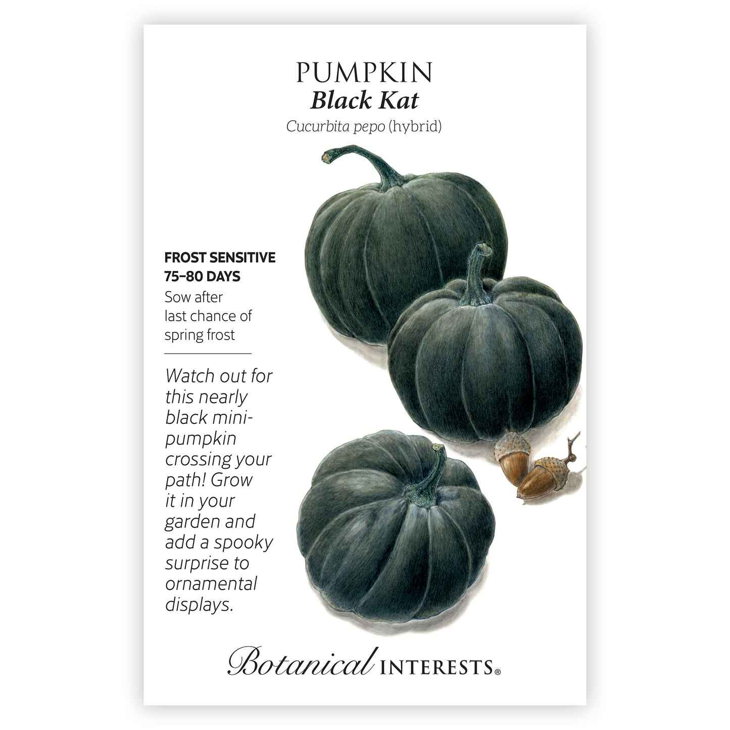 Black Kat Pumpkin Seeds Botanical Interests