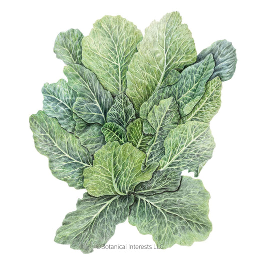 Top Bunch 2.0 Collards Seeds