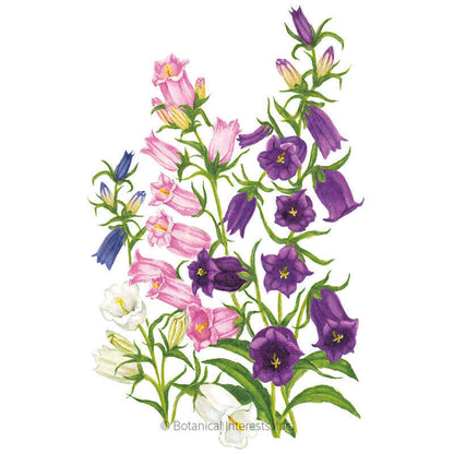 Storybook Blend Canterbury Bells Seeds