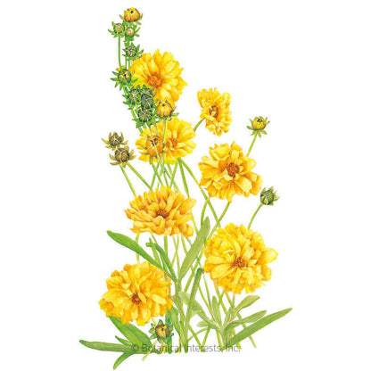 Double Sunburst Coreopsis Seeds