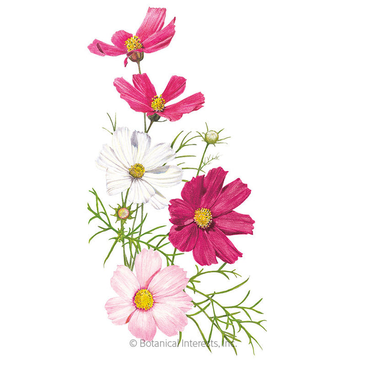 Sensation Blend Cosmos Seeds – Botanical Interests