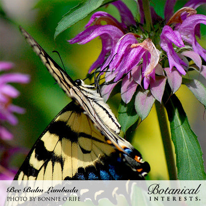 Lambada Bee Balm Seeds