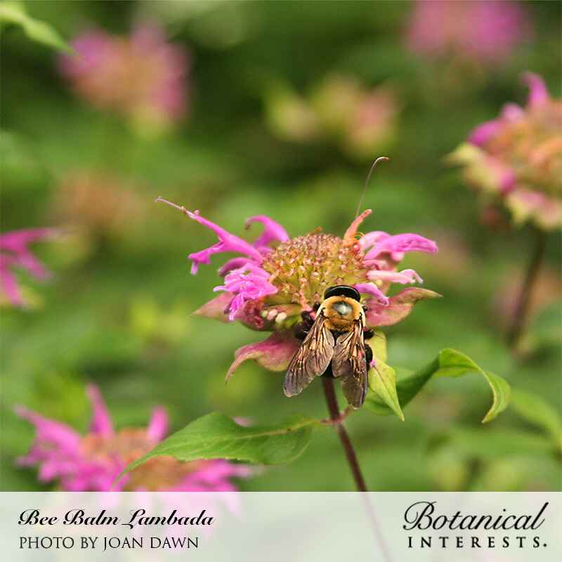 Lambada Bee Balm Seeds