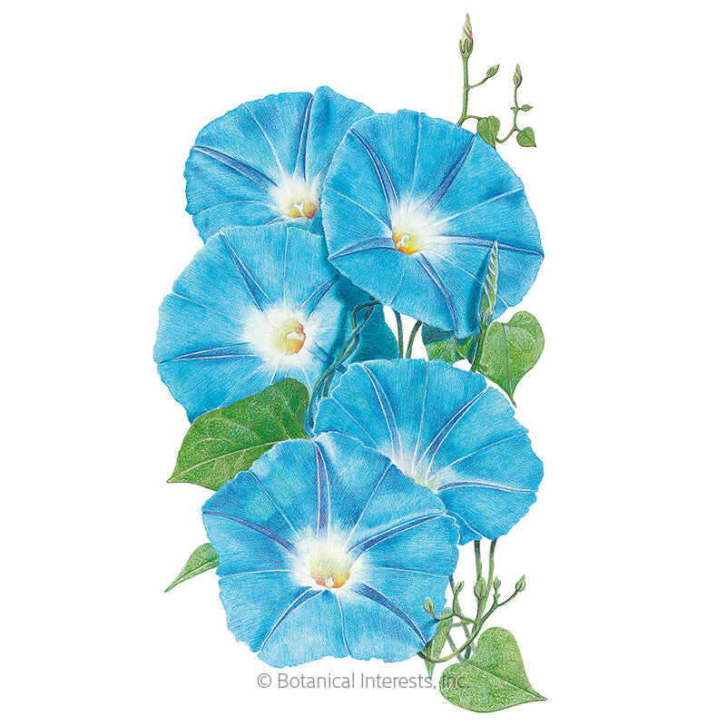 Heavenly Blue Morning Glory Seeds