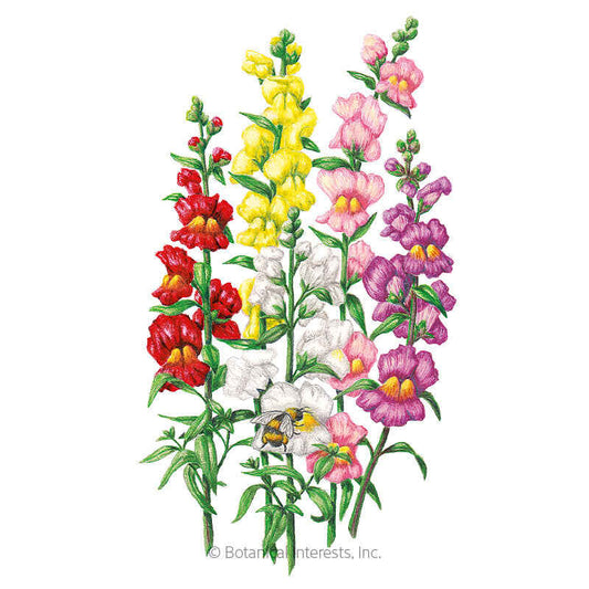 Tall Maximum Blend Snapdragon Seeds