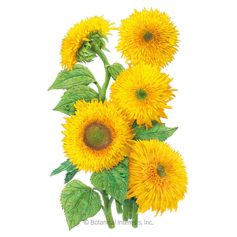 Teddy Bear Dwarf Sunflower Seeds