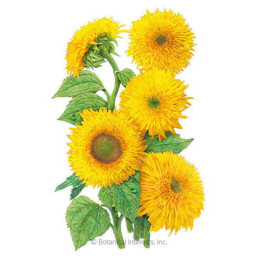 Teddy Bear Dwarf Sunflower Seeds