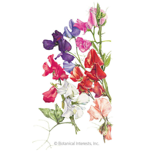 Early Multiflora Blend Sweet Pea Seeds